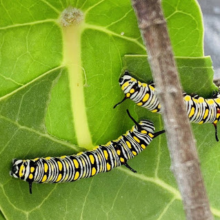  Children of Maldives Athirimathin Butterfly Life Cycle