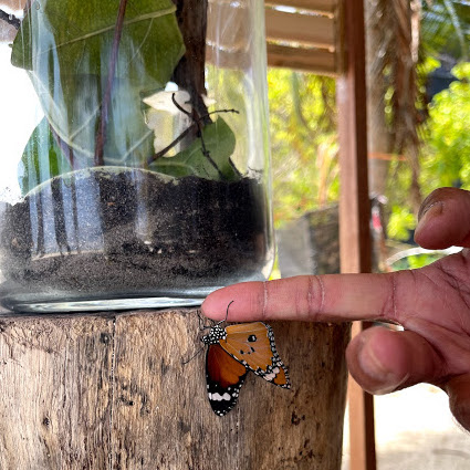  Children of Maldives Athirimathin Butterfly Life Cycle