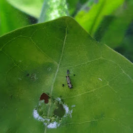  Children of Maldives Athirimathin Butterfly Life Cycle