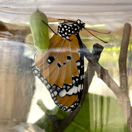  Children of Maldives Athirimathin Butterfly Life Cycle